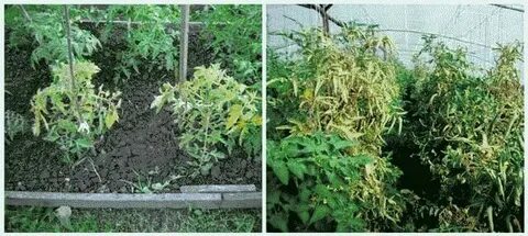 Желтеет верхушка рассады томатов