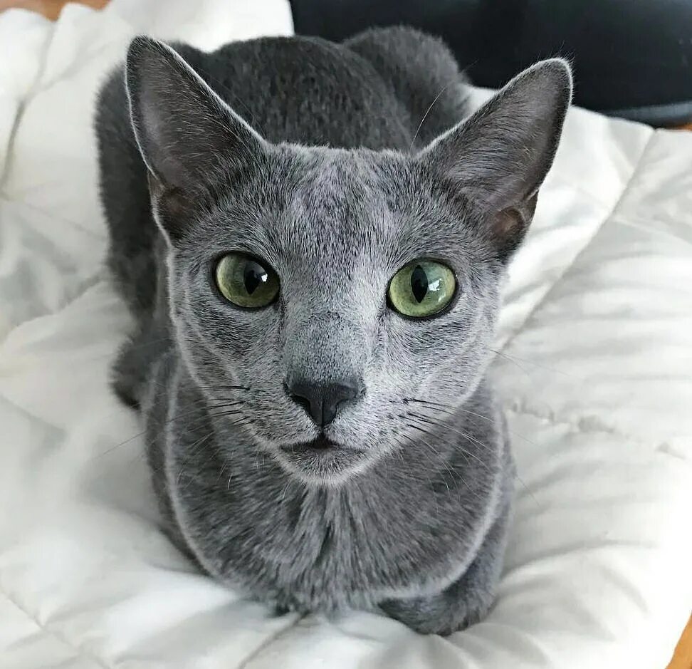 Серо голубой кот