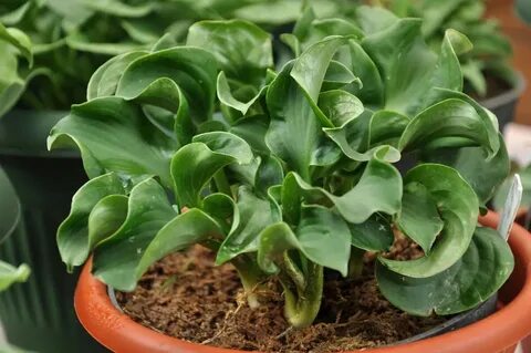 Green ears