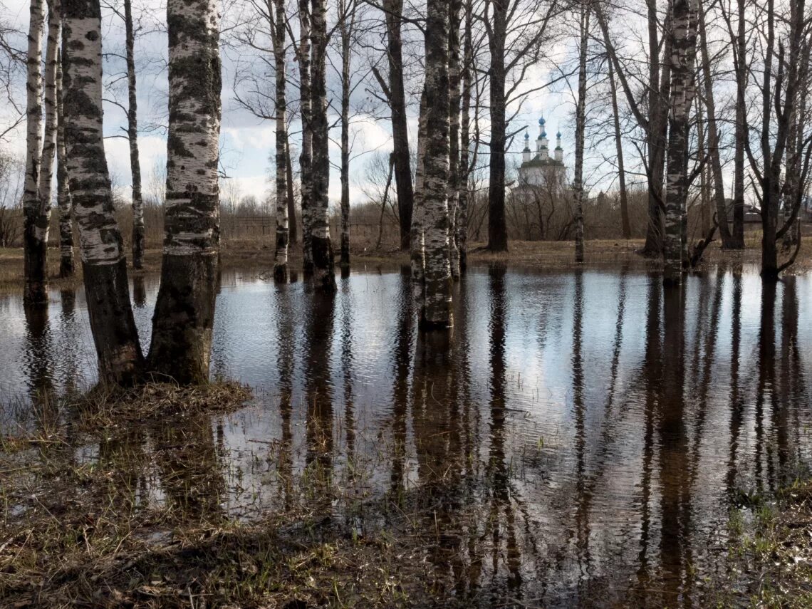 Река песья деньга. Тотьма Песья деньга. Река Песьей деньги. Песья деньга река Устье.