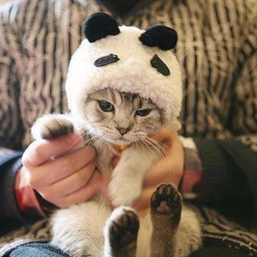 Очаровательные котята. Кот в шапке. Котенок в шапочке. Милые котики. Милашки животные.