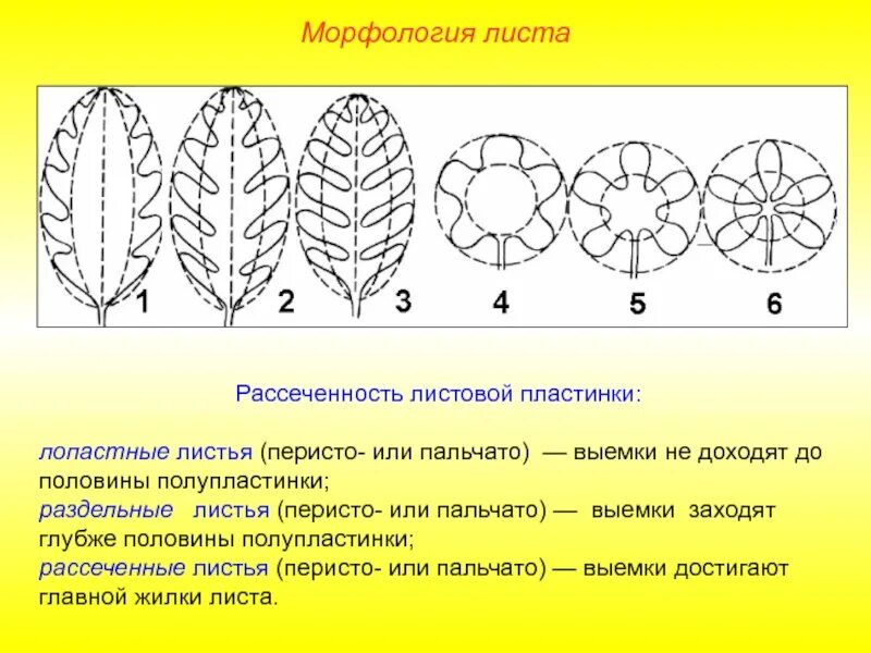 Перисто рассеченная форма листа. Степень рассеченности листовой пластины. Степень рассечения листовой пластинки. Истовая пластинка пальчато-лопастн. Перисто рассеченная листовая пластинка.