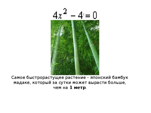За сколько часов вырастает бамбук. Бамбук растёт со скоростью. Скорость роста бамбука. Скорость роста бамбука за сутки. Скорость роста бамбука в сутки.