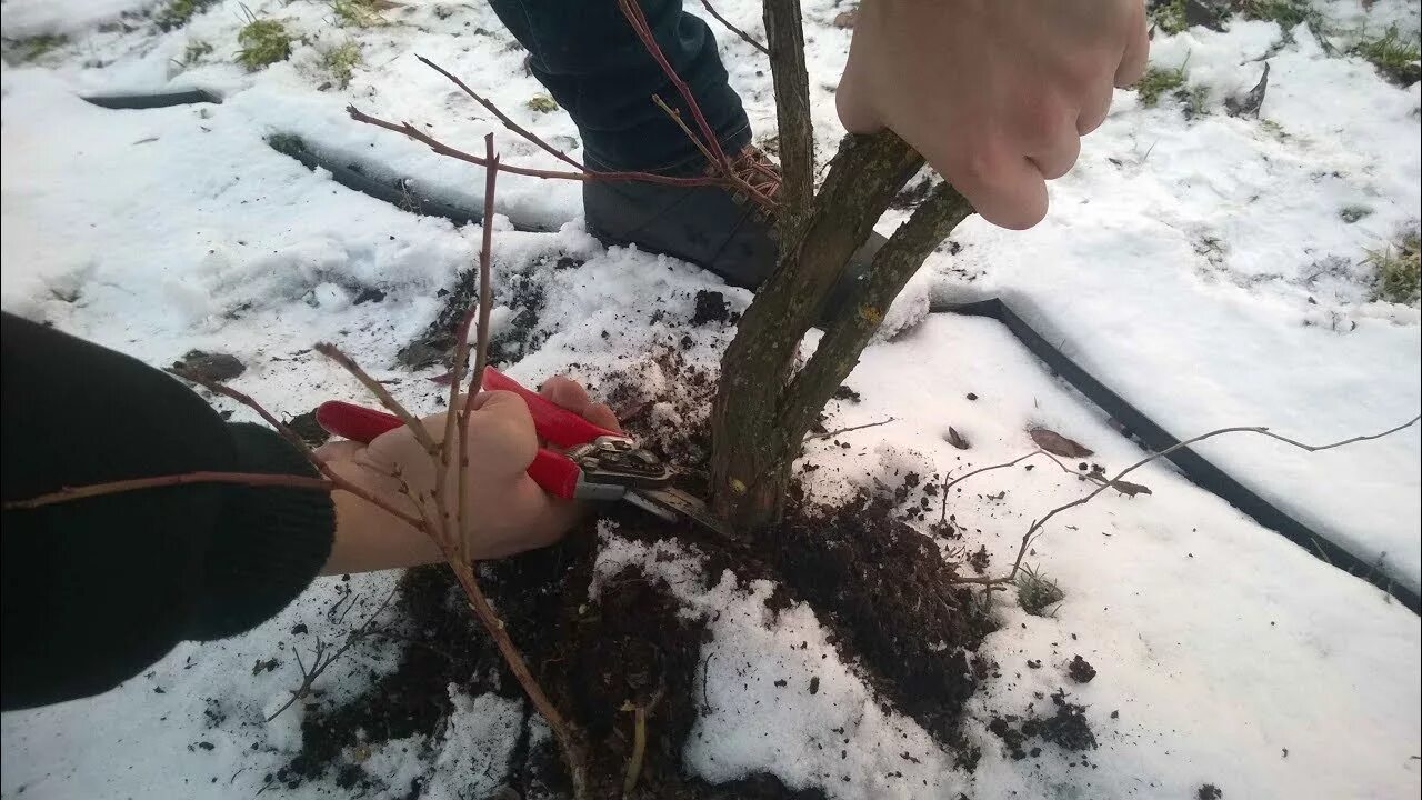 Как обрезать голубику на зиму