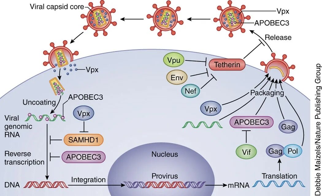 ВИЧ иммунология. Шлейф вирусов иммунология. HIV mechanism. IKB иммунология. Human immunodeficiency virus 1