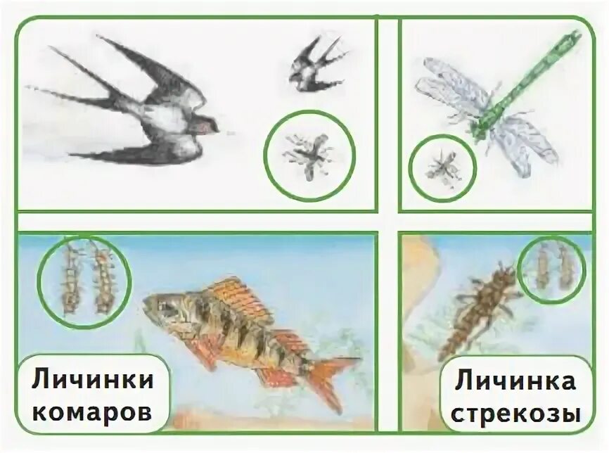 Цепь питания начинается с комара. Пищевая цепь стрекозы. цепь питания со стрекозой. цепь питания с комаром.