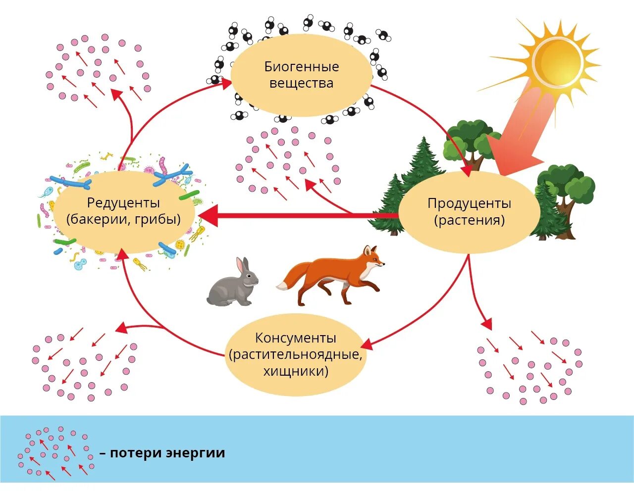 Круговорот веществ и поток энергии в экосистеме. Схема круговорота веществ и потока энергии в экосистеме. Круговорот веществ в экосистеме схема. Потоки вещества и энергии в экосистеме схема. Биологический круговорот живых организмов