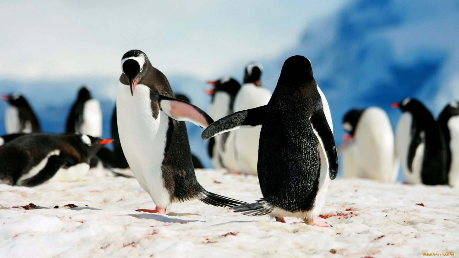 Патагонский Пингвин. Антарктический Пингвин. Необычные пингвины. Пингвины в реальной жизни.
