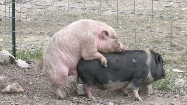 Как спариваются свиньи. Как спариваются свиньи. Как спариваются свиньи. Как спариваются свиньи. Спаривание свиноматок.