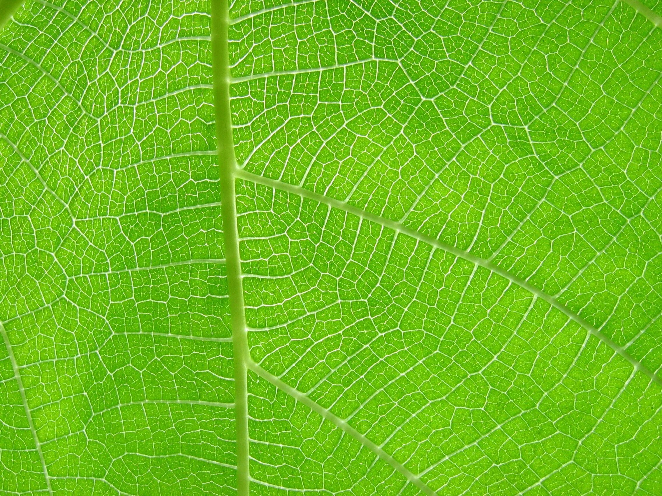 Цвет зеленый лист. Текстура листа. Текстура листьев. Текстура листа растения. Фактура листвы.