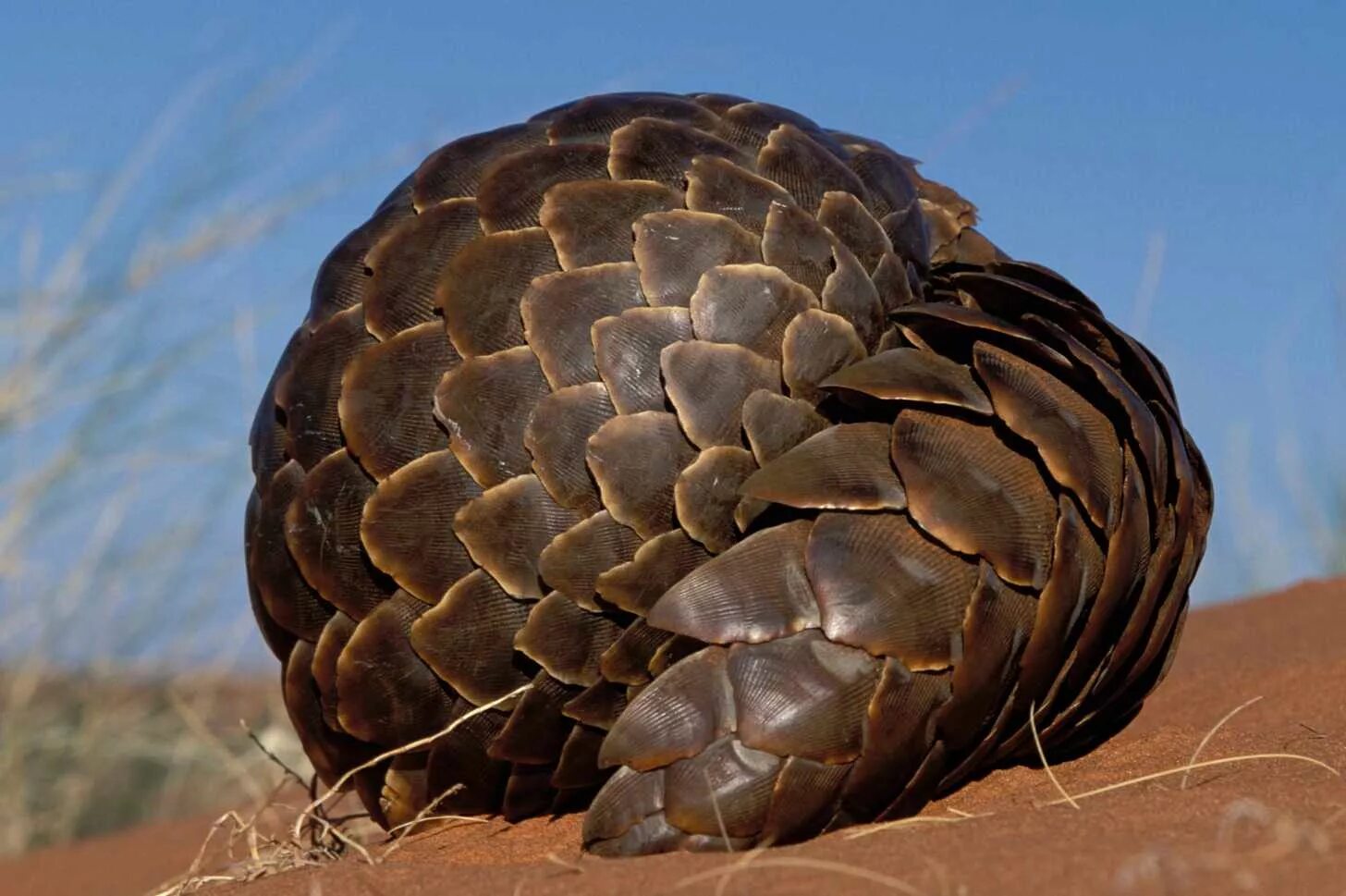 Pangolin