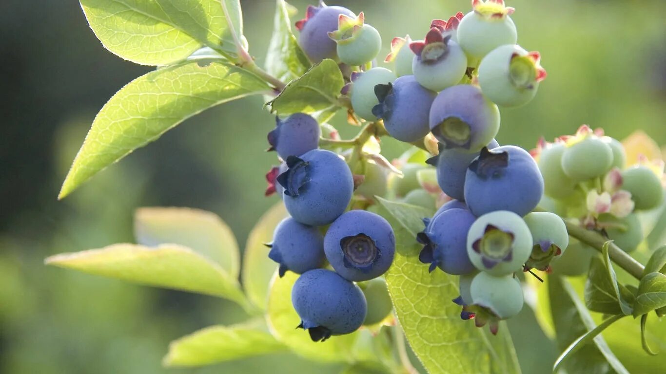 Голубика высокорослая Blue Suede. Голубика высокорослая Саншайн Блю. Неспелая голубика. Голубика высокорослая Веймут. Как цветет голубика