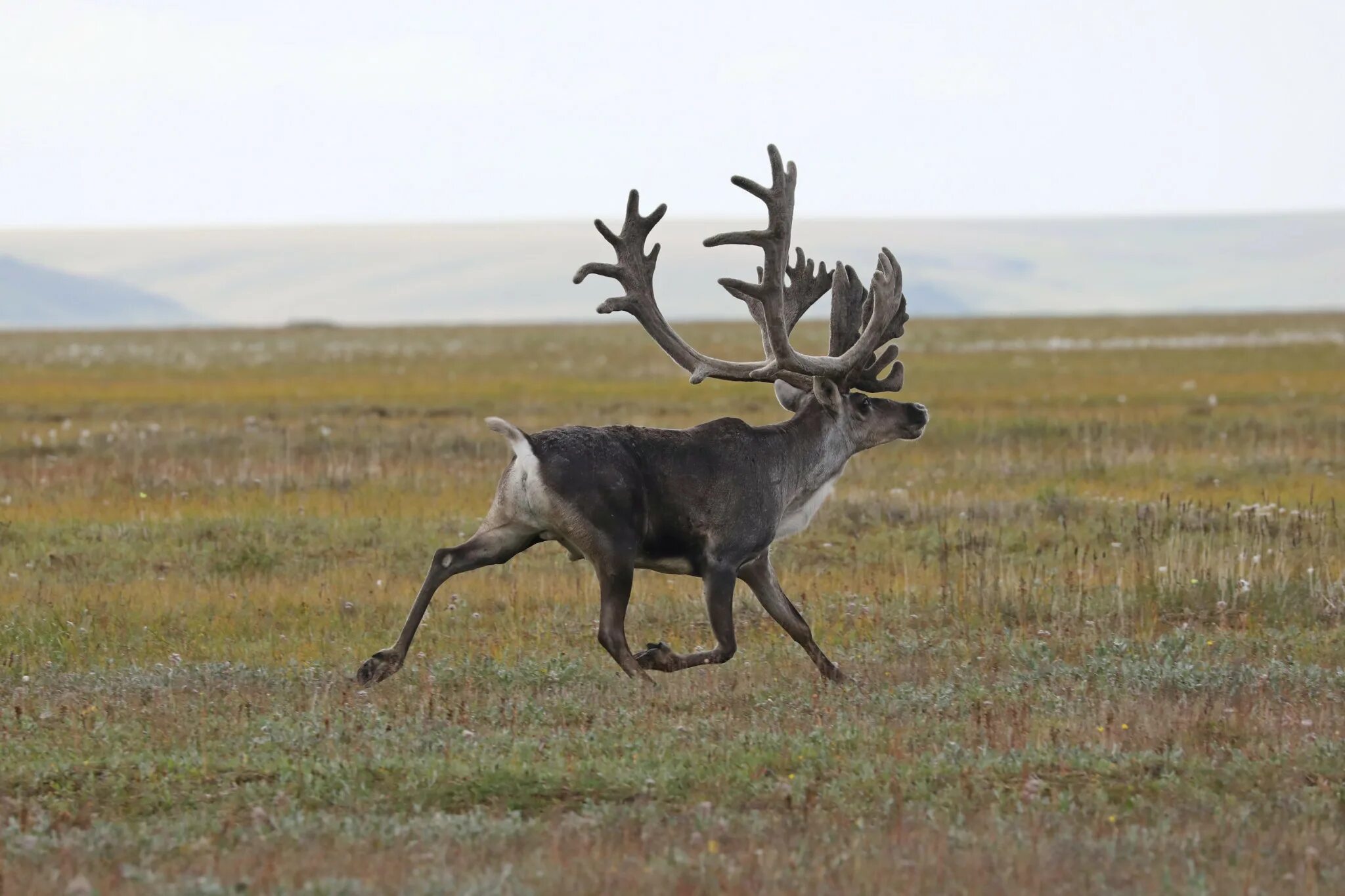 дикий олень канадец 6 букв сканворд. американские северные олени карибу. северный олень карибу в северной америке. лось восточно сибирский сохатый. виргинский олень (белохвостый олень).