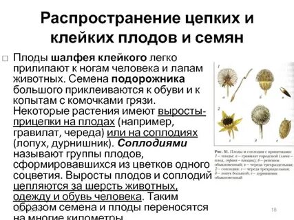 Как опыляют цветки распространяют плоды