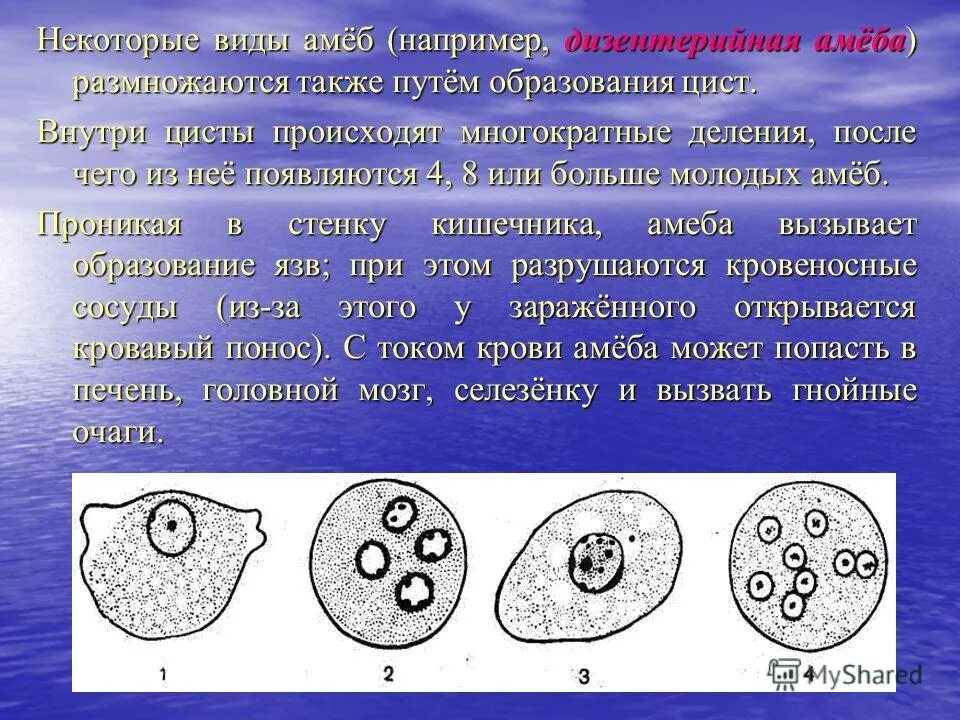 Как называется размножение амебы. Размножение дизентерийной амебы. циста дизентерийной амебы. малая вегетативная форма дизентерийной амебы. тканевая форма дизентерийной амебы.