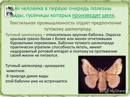 Тип членистоногие вид тутовый шелкопряд