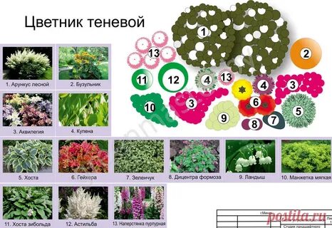 Клумба непрерывного цветения схема с названиями