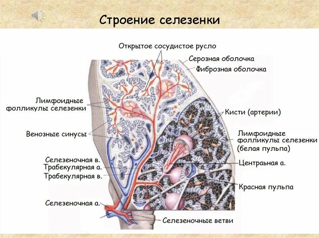 Схема строения селезенки. Микроскопическое строение селезенки. Строение белой пульпы селезенки. Красная и белая пульпа селезенки анатомия. Функции фиброзной оболочки