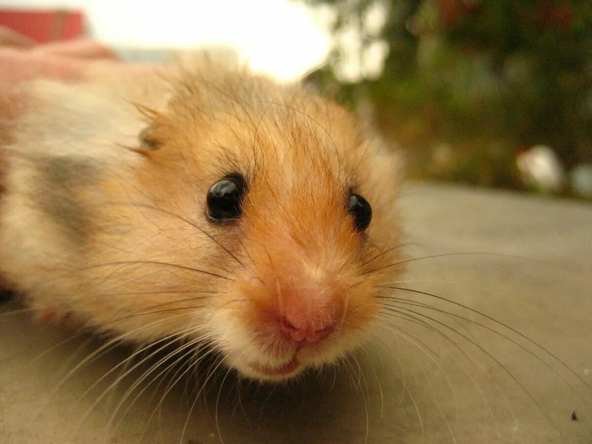 веселый хомяк. взъерошенный хомяк. хомяк породы ангорской. комьо зомяк. бешеный хомячок.