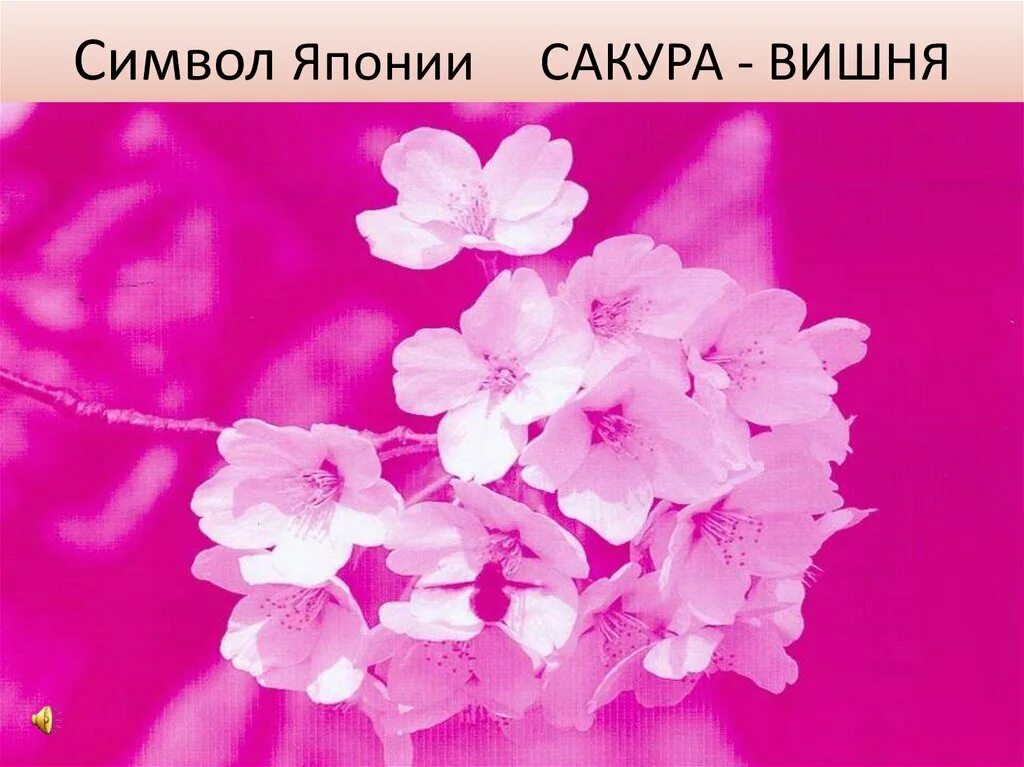 Японская песня сакура. Сакура символ Японии. Композиция японская вишня. Сакура символ Японии презентация. Сакура песня.