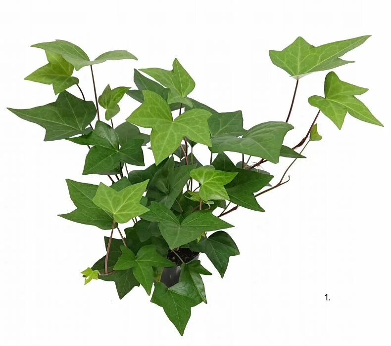 Плющ комнатный условия. Плющ Хедера. Хедера sagittaefolia. Плющ Hedera Helix. Hedera Helix sagittaefolia.