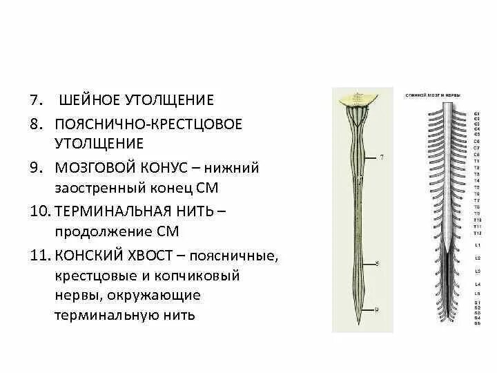 Мозговой конус терминальная нить конский хвост. Строение спинного мозга конус. Шейное утолщение и пояснично-крестцовое. Медуллярный конус спинного мозга.