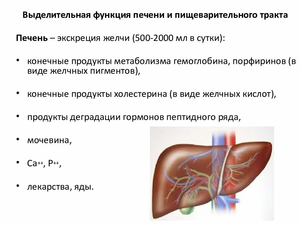 Выделительная функция пищеварительной системы. Выделительная функция печени. экскреторная функция печени. значение выделительной функции печени. секреторная функция печени.