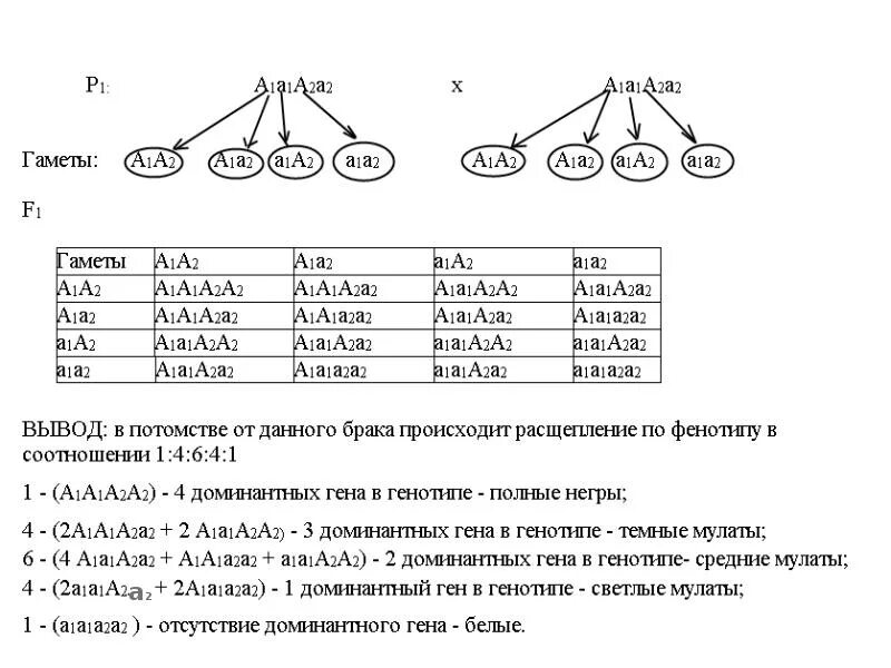 "Наследование размера глаз". Наследование MN. Тест на тему наследование на соотнесение. Промежуточное наследование размера глаз.