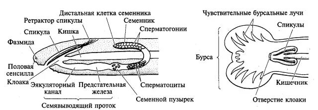 Круглые черви половая система самца. Половая система самцов круглых червей. Половая система нематод. Половая система круглого червя самца.