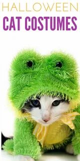 Котик лягушка