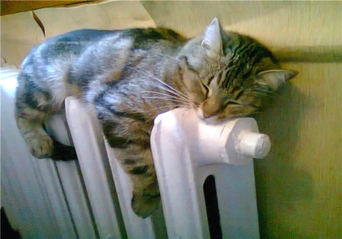 Включат ли отопление снова. Отопление кот. Кот на батарее. Котик на батарее. Котик возле батареи.