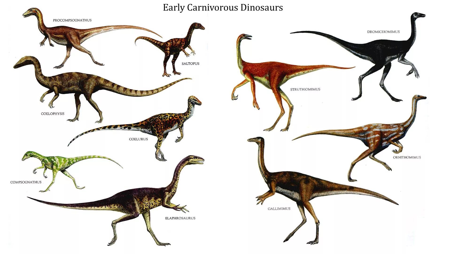Как назывались маленькие динозавры. Маленькие травоядные динозавры. Галлимим орнитомим Струтиомим. Компсогнат. Спинозавр ufkbvbv ufkbvbv lbgkjljr.