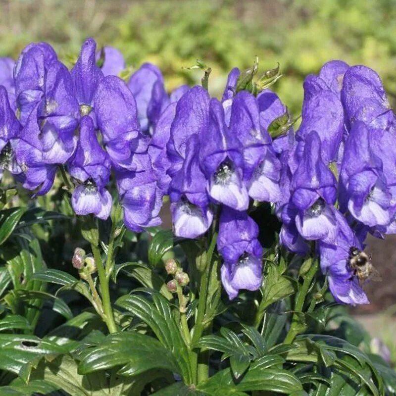 Аконит лимон. Аконит клобучковый альбум. Аконит лимон. Цветок аконит джунгарский. Аконит 3.