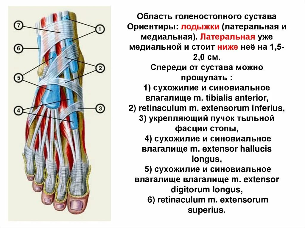 Подошвенные артерии. Подошвенные артерии