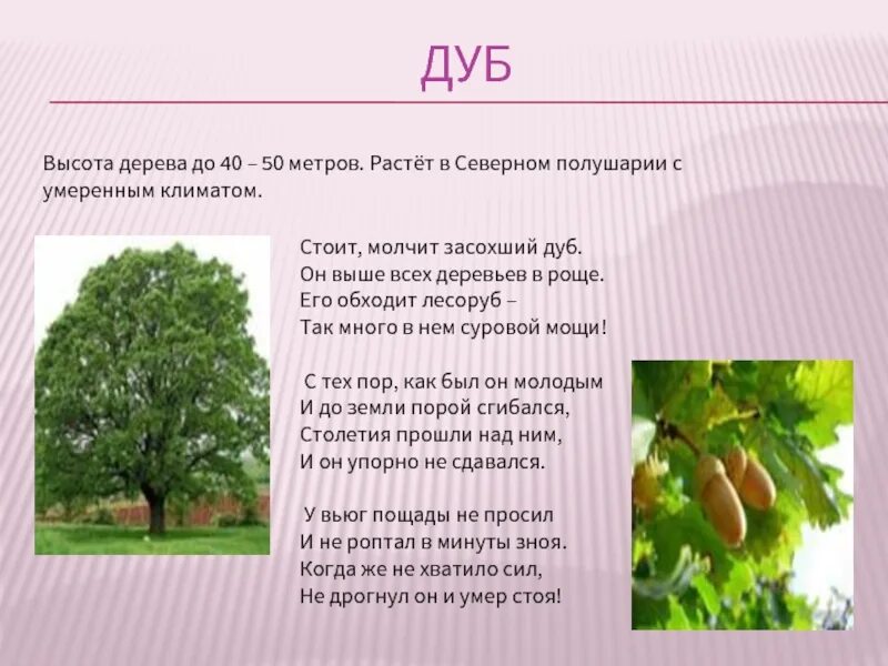 Описание дерева красиво. Описание дуба. Дуб характеристика дерева. Дуб высота дерева. Доклад о дереве дуб.