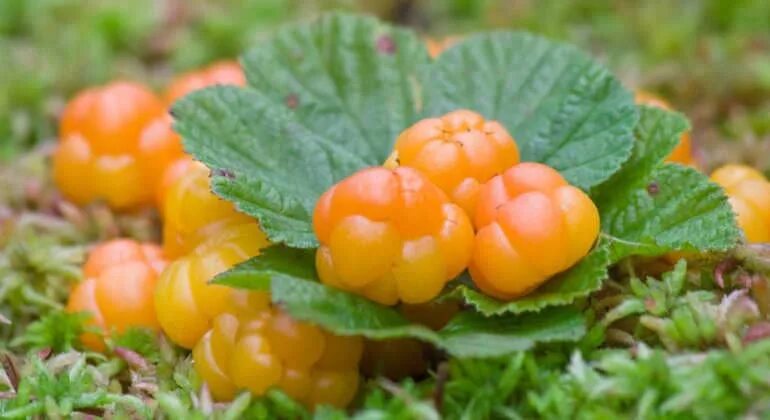 Финский сироп из чашелистиков морошки от кашля. Морошка ягода. Плодоножка морошки. Чашелистики морошки. Чашелистики морошки полезные свойства.