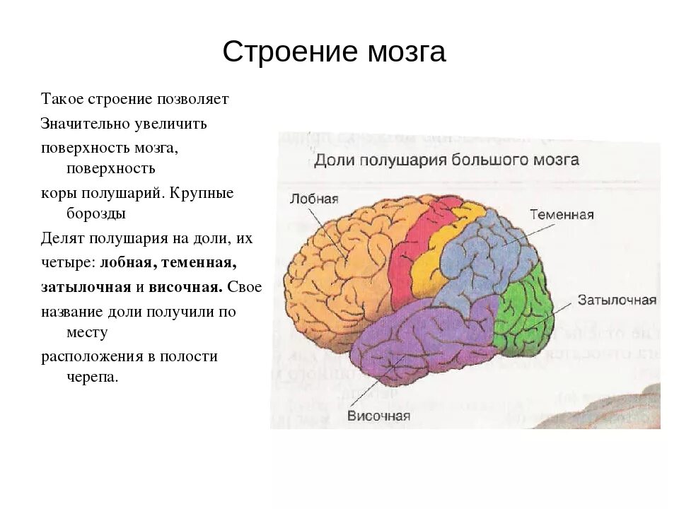 6 долей мозга. Большие полушария головного мозга структура. Внутреннее строение полушарий головного мозга. Внутреннее строение полушарий анатомия. Внешнее полушарие головного мозга анатомия.