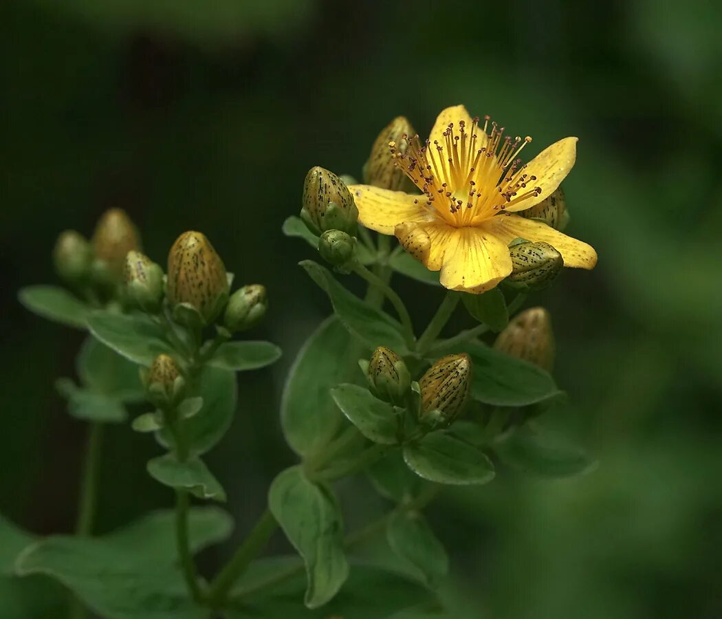 Зверобой крапчатый. Зверобой Hypericum calycinum. Зверобой пятнистый (h. maculatum). Зверобой пятнистый