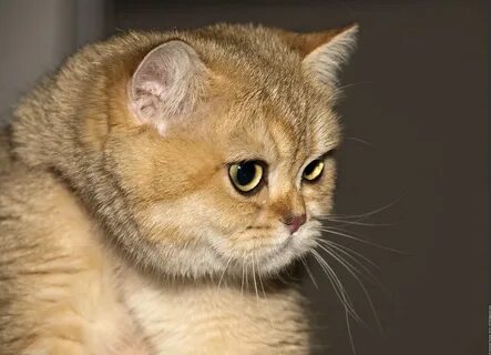 Котята золотой кошки