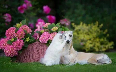 Flower dog