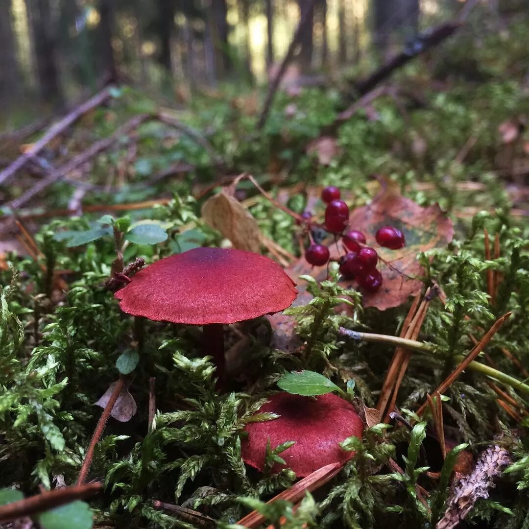красные грибы в лесу. красный гриб в лесу. мухомор ядовитый гриб. мухомор красный. мухомор красный грибы.
