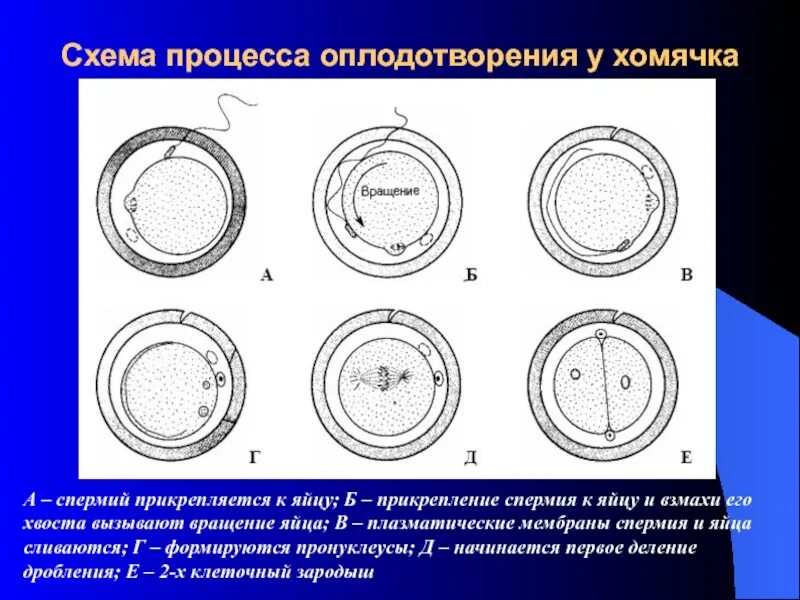 Процесс за которым следует оплодотворение. Процесс оплодотворения схема. Схема оплодотворения у хомячка. Схема процесса оплодотворения у хомячка. Напишите схему внешнего оплодотворения.