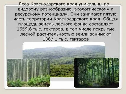 Проект лесного массива