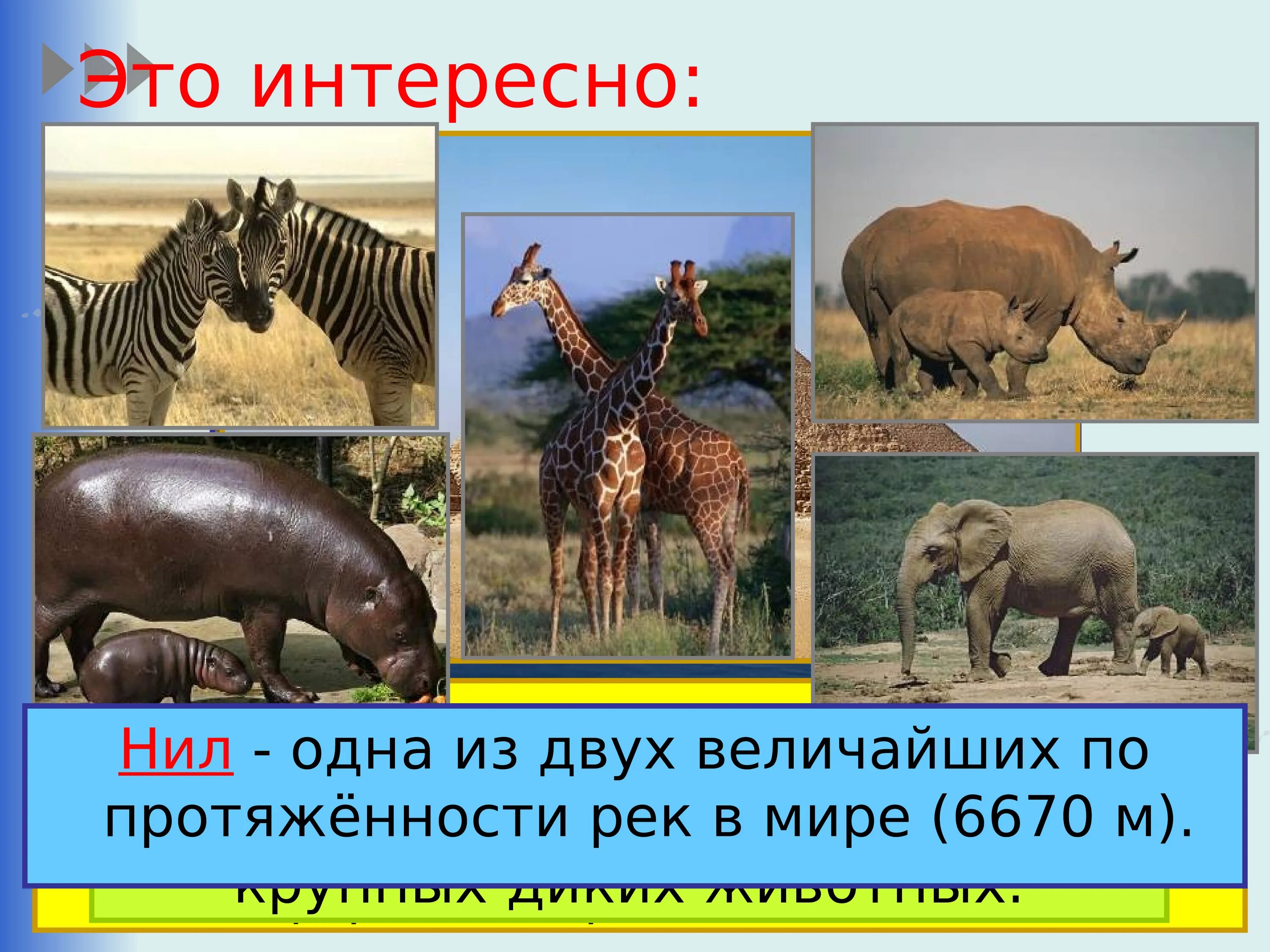 Путешествие по планете 2 класс презентация. Проект окружающий мир Африка. Африка 2 класс окружающий. Презентация Африка 2 класс окружающий мир. Презентация по окружающему миру 2 класс.