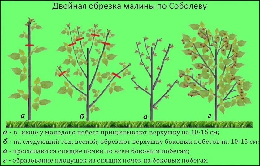 Двойная обрезка малины по Соболеву схема сроки. Обрезка ремонтантной малины весной схема. Обрезка малины весной схема. Обрезка ремонтантной малины по Соболеву схема. На какую высоту обрезать малину весной