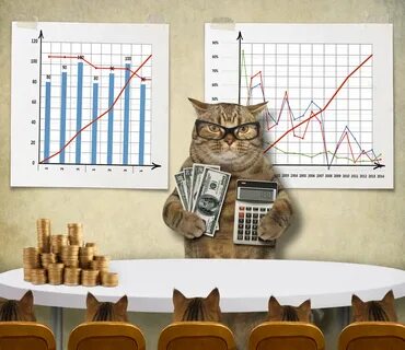 Котики в прямую линию учи