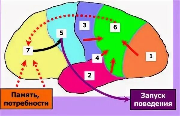 Зоны новой коры