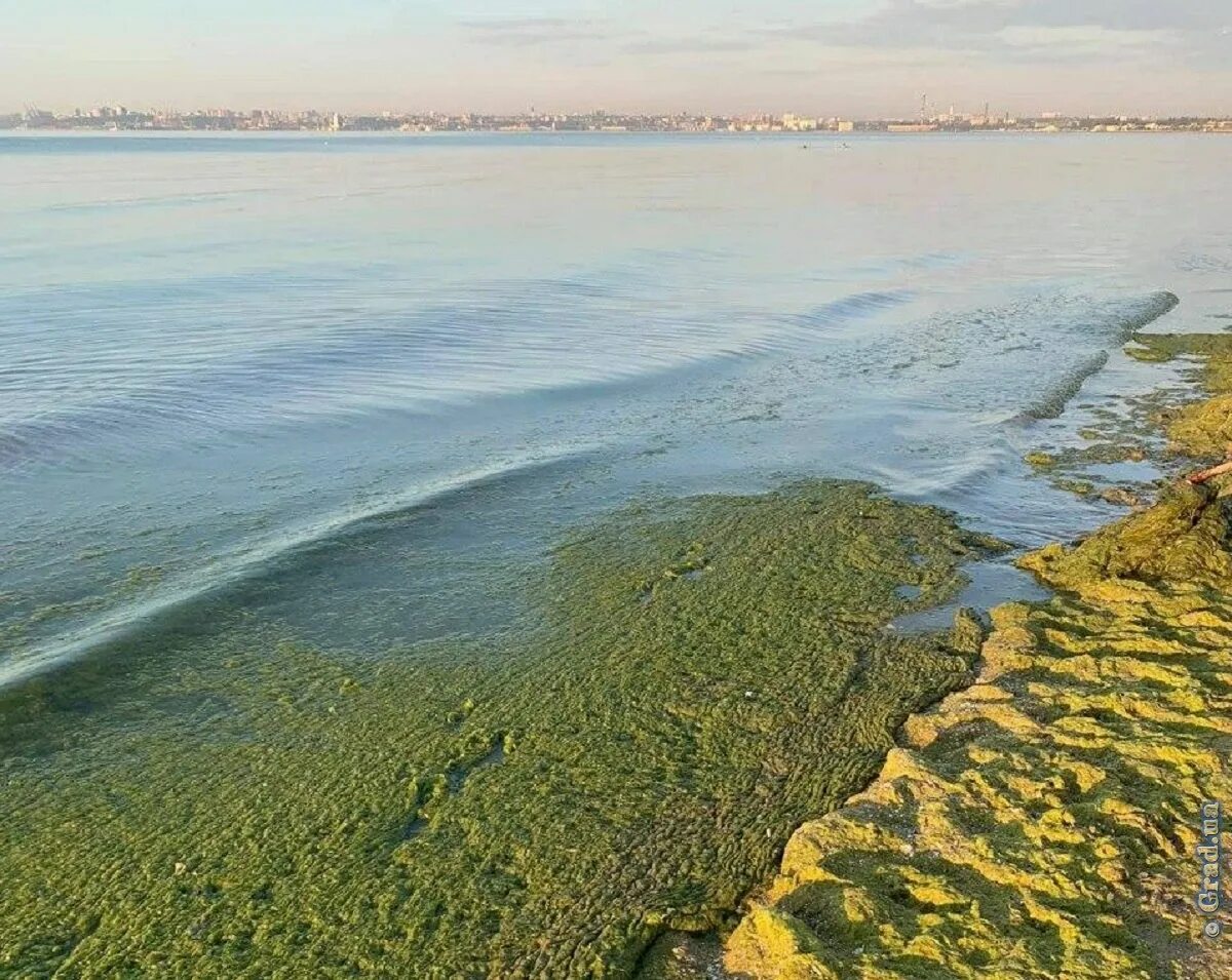 Водоросли в анапе. Спирогира на Байкале. Черное море цветет Анапа. Спирогира и Анапа. Байкал водоросли спирогиры.