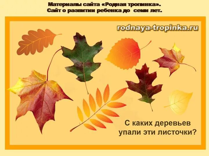 Осенние листья картинки с названиями деревьев. Осенние листья картинки с названиями деревьев
