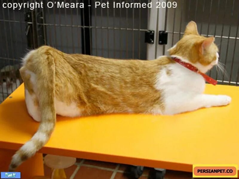 Как облегчить течку у кошки. Как облегчить течку у кошки. Спаривание котов. Кошачьи позы. Как облегчить течку у кошки.